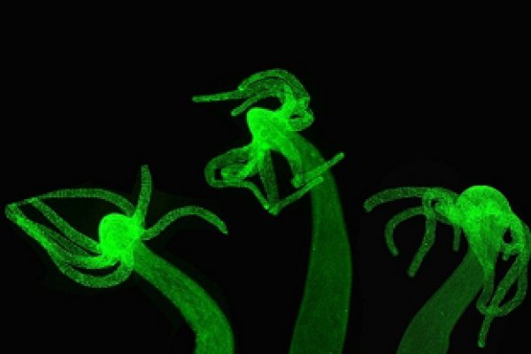 Kraken site